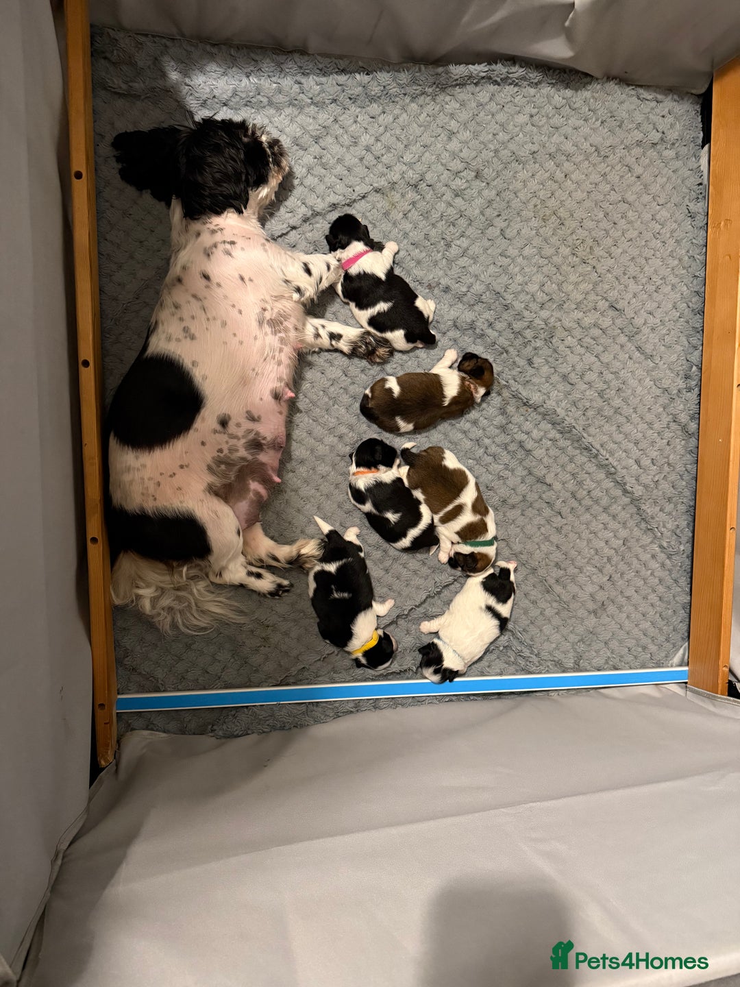 Mixed Breed dogs for sale: 6 beautiful Shih Tzu/Pomerianian puppies !  - Image 23