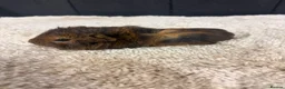 Guinea Pig rodents for sale: Baby Guinea pigs - Advert 5