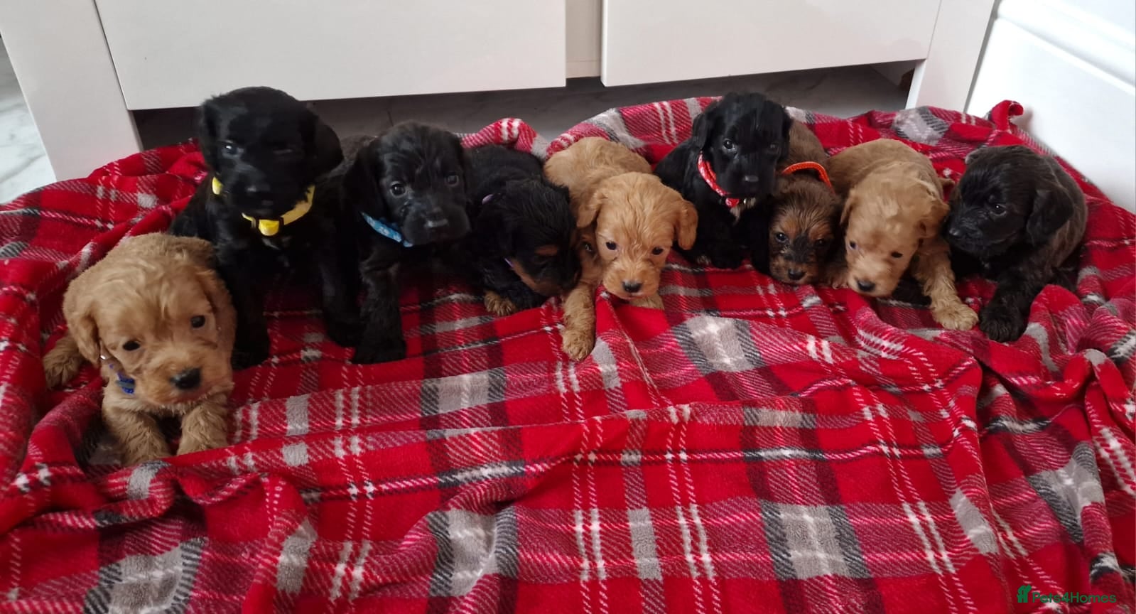 Cockapoo dogs F1 Cokerpoo puppies  - Advert 1