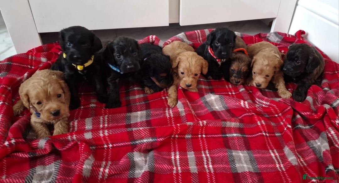 Cockapoo dogs for sale: F1 Cokerpoo puppies  - Advert 1