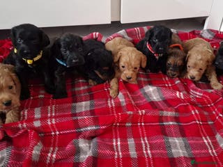 Cockapoo dogs Only 1 female available now❗️❗️❗️❗️❗️puppies - Advert 1