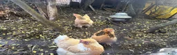 Chickens poultry for sale: Buff Orpington chickens hens laying - Advert 2
