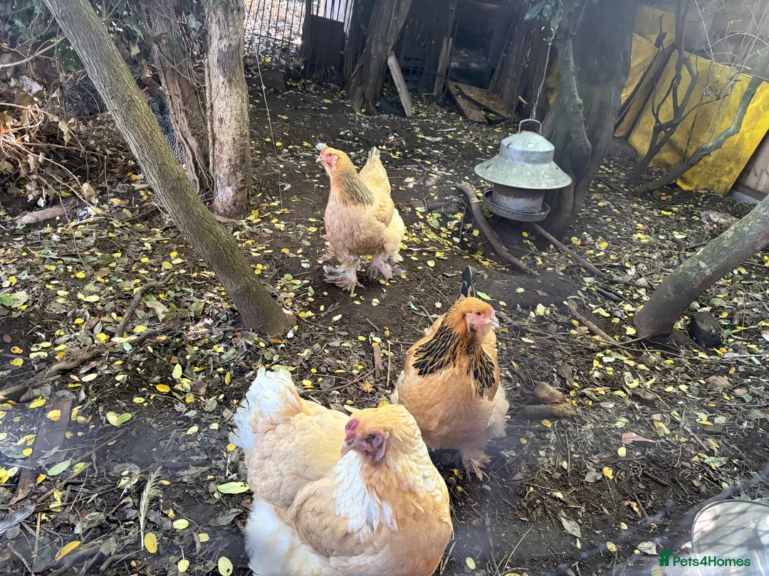 Chickens poultry for sale: Buff Orpington chickens hens laying - Advert 2
