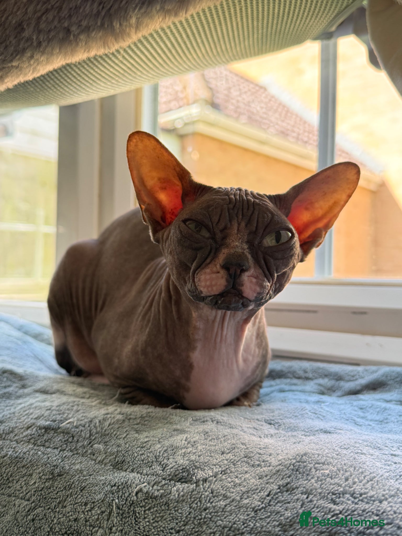 Sphynx cats Beautiful Retired Queen CHANEL  for a Loving Home - Advert 4