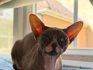 Sphynx cats Beautiful Retired Queen CHANEL for a Loving Home - Advert 15