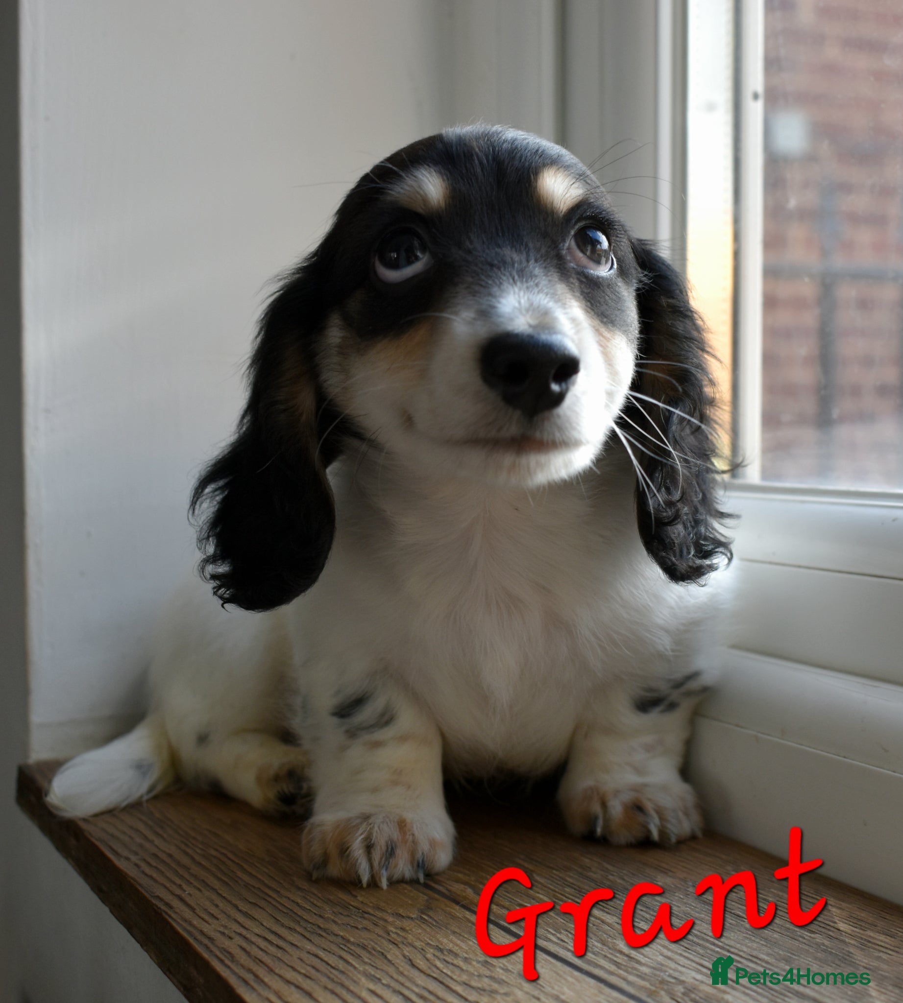 Miniature Dachshund dogs Ready Now - Miniature Longhaired Dachshunds  - Advert 1