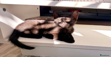 Mixed Breed cats - Advert 16