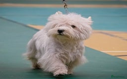 West Highland Terrier dogs for sale: Outstanding KC show line puppies  - Image 6