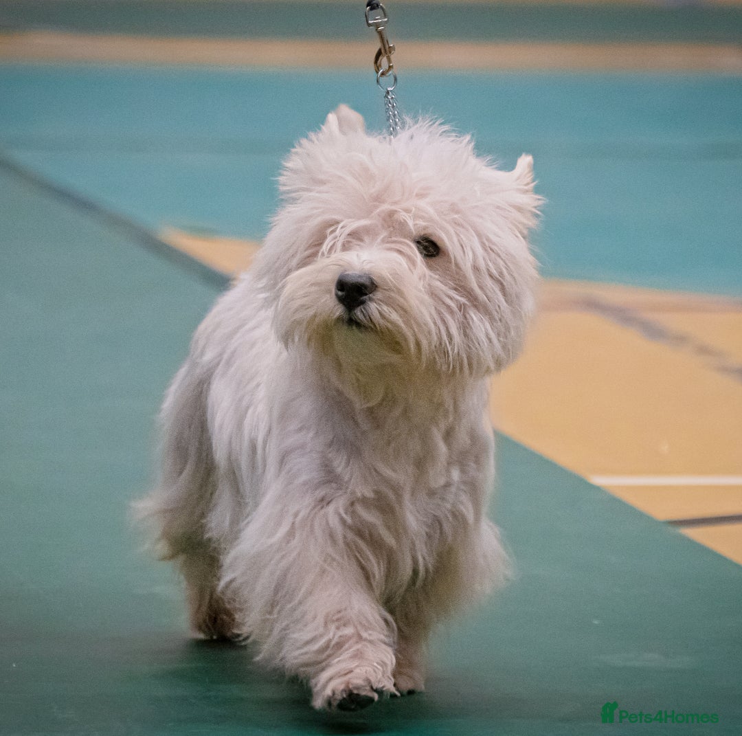 West Highland Terrier dogs for sale: Outstanding KC show line puppies  - Image 6