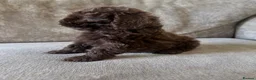 Cavapoo dogs for sale: Absolute stunning little girl  - Advert 6