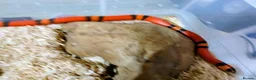 Milk Snake reptiles for sale: TANGERINE HONDURAN MILK SNAKE - Advert 2