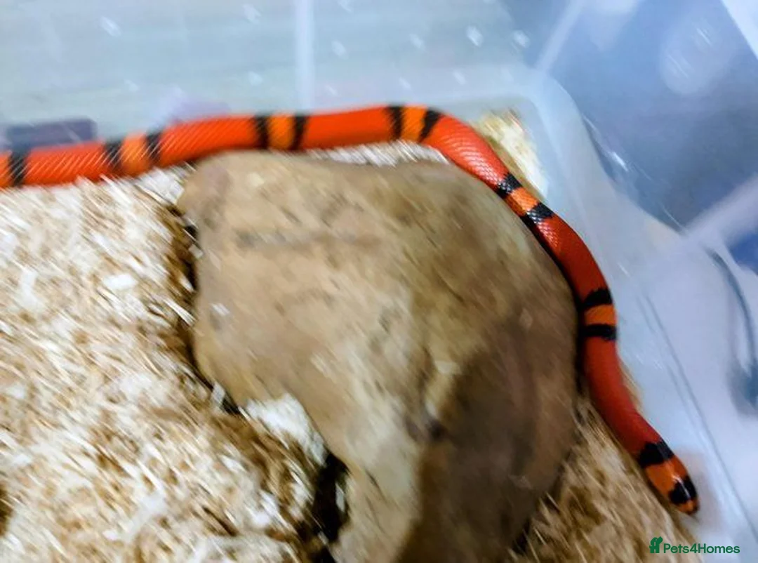 Milk Snake reptiles for sale: TANGERINE HONDURAN MILK SNAKE - Advert 2