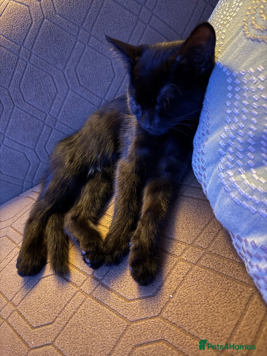 Domestic Shorthair cats for sale: Kitten  in Walsall - Advert 2