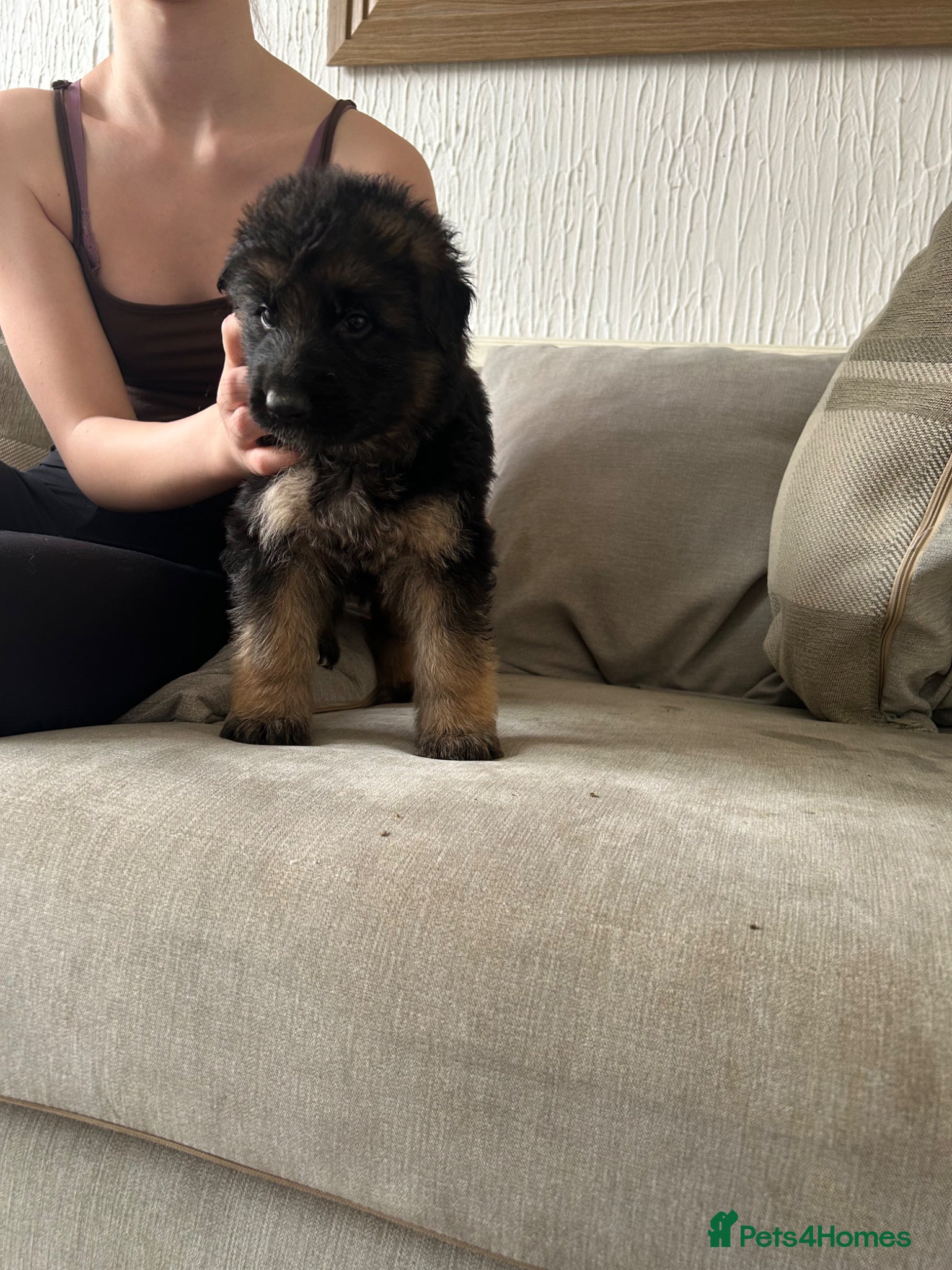 German Shepherd dogs Kc German Shepard reduced / long haired slant bk - Advert 2