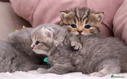 British Shorthair cats for sale: 🎄 British Shorthair - Ready 21 December - Image 6