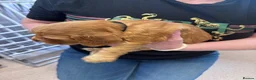 Cocker Spaniel dogs for sale: Cocker spaniel puppies  - Advert 33