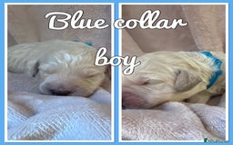 Mini Goldendoodle dogs for sale: Stunning F1 Mini Goldendoodles  - Image 10