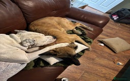 American Bulldog dogs for stud: Classic American bull 🇺🇸  - Image 11