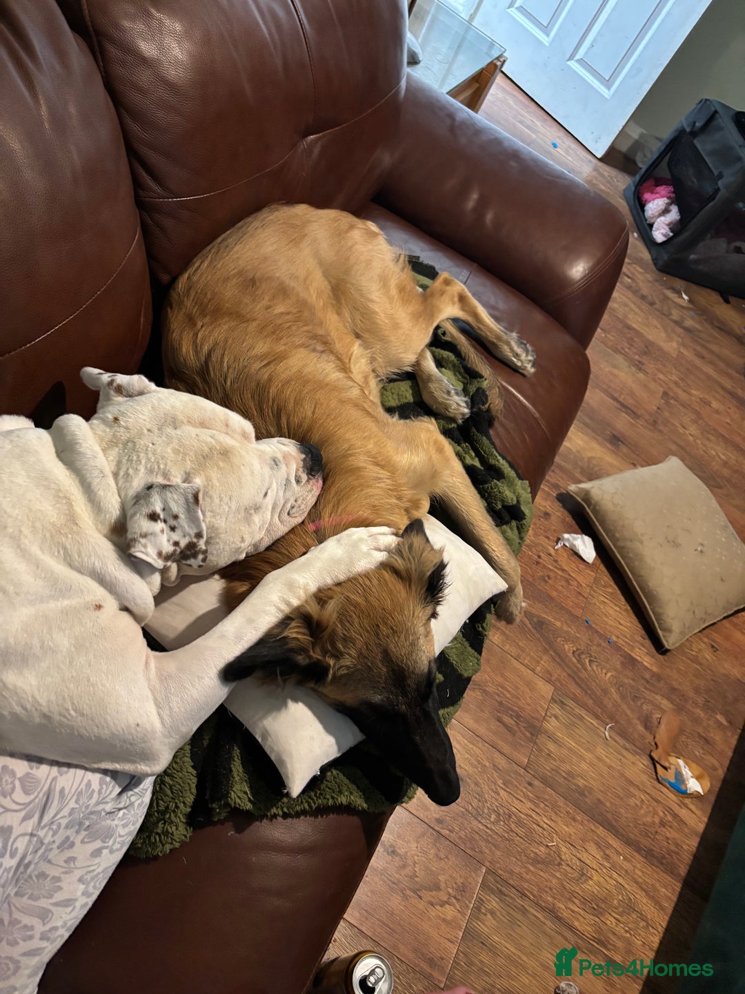 American Bulldog dogs for stud: Classic American bull 🇺🇸  - Image 11