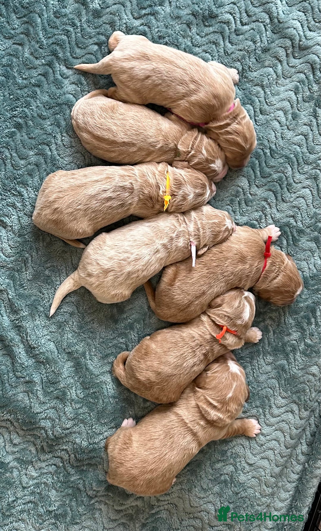 Double Doodle dogs for sale: Stunning Double Doodle Puppies  - Image 2