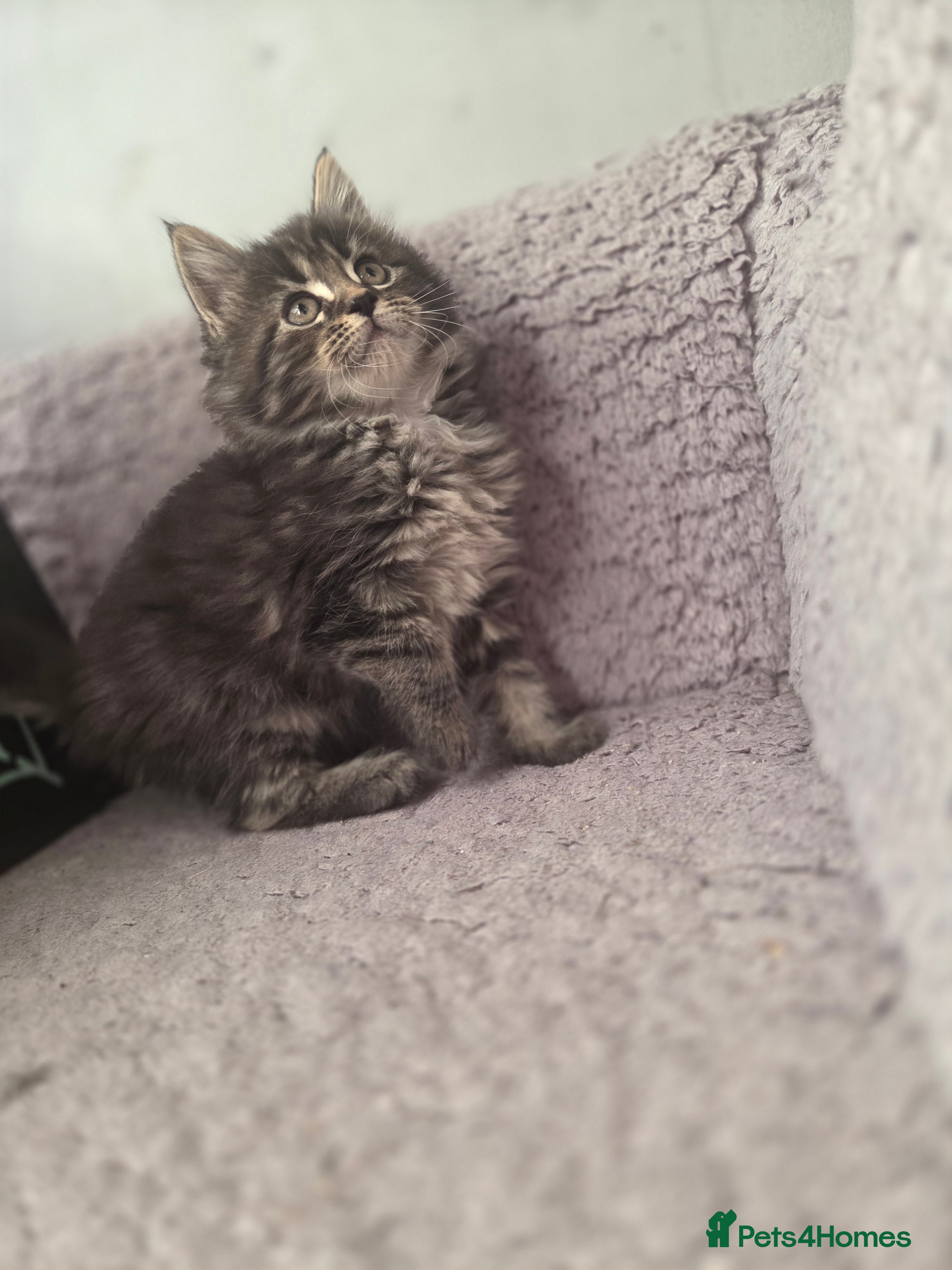 Maine Coon cats TICA registered MaineCoons 😸  - Advert 16
