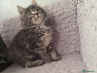 Maine Coon cats TICA registered MaineCoons 😸 - Advert 15