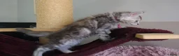 Maine Coon cats for sale: 6 pedigree Mainecoon kittens  - Advert 11