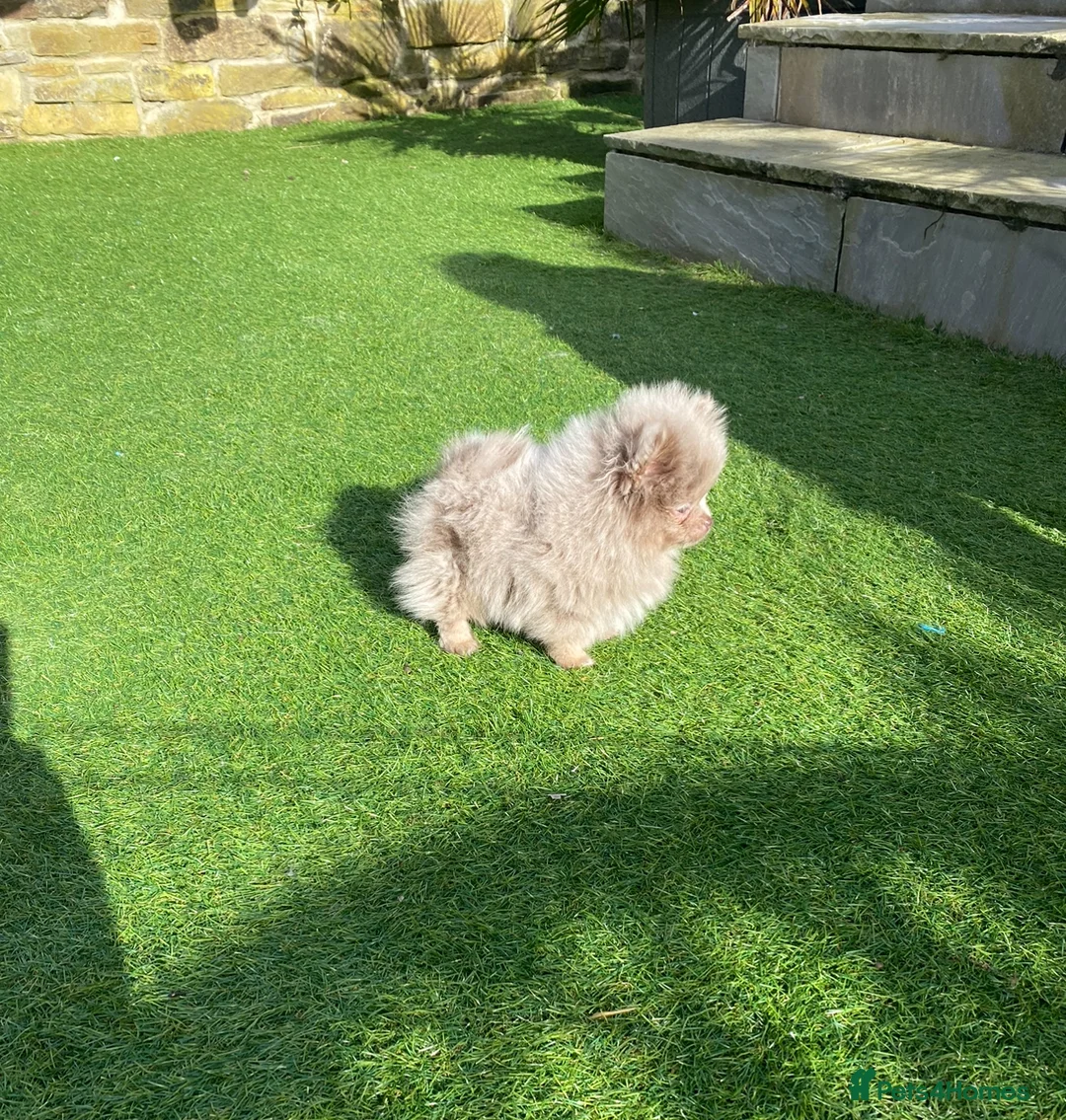 Pomeranian dogs for stud: 🏆 LOTS of champion lines, tiny teddy bear 🧸 in Leeds - Advert 35