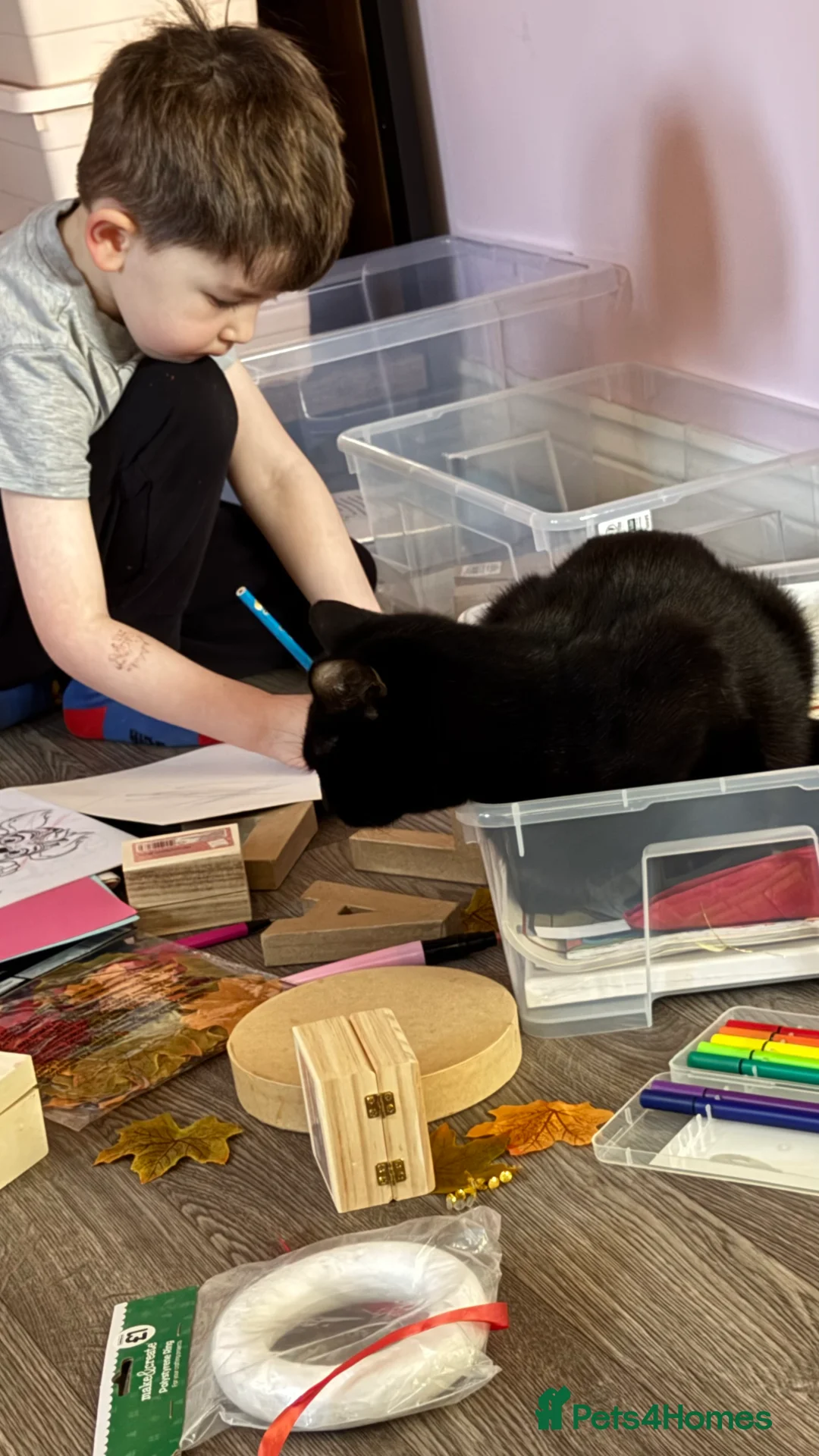 Domestic Shorthair cats for sale: Two black girls  - Advert 2