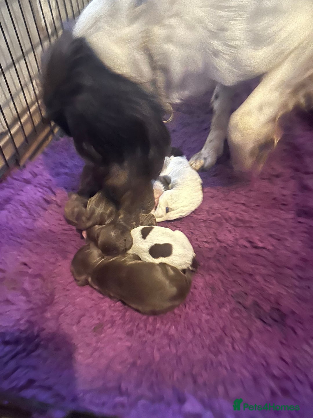 Sprocker dogs for sale: Sprocker spaniel  - Advert 1