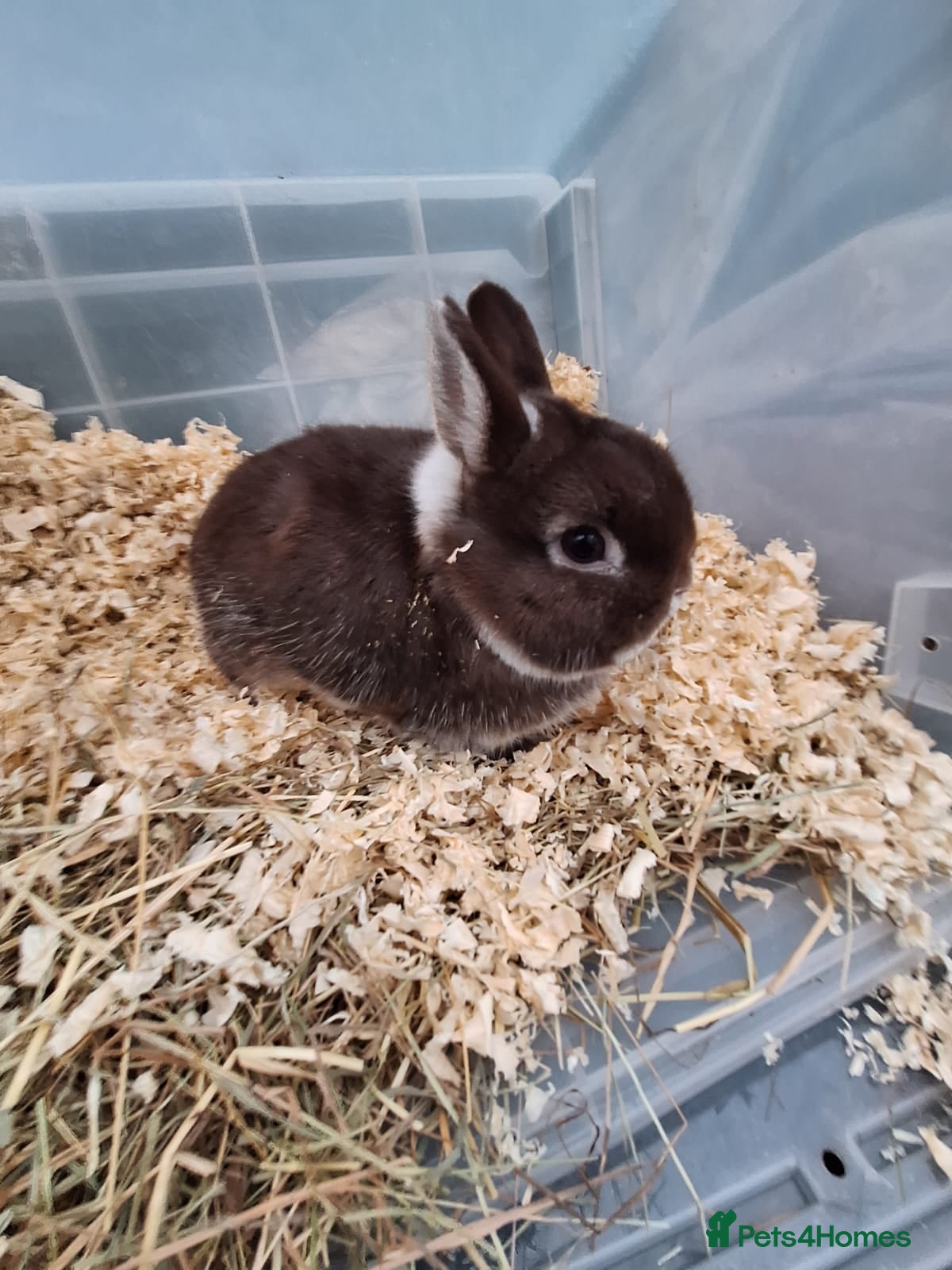 Netherland Dwarf rabbits 2 Netherland dwarf buck rabbits for sale £40 each  - Advert 8