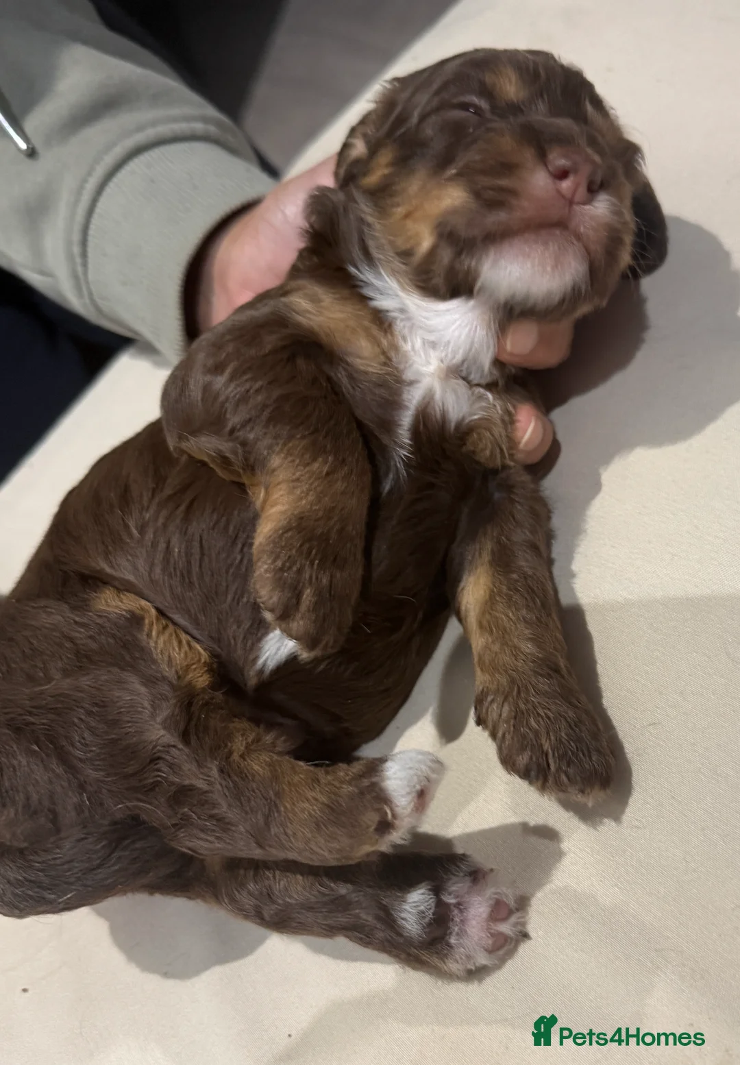 Mixed Breed dogs for sale: Sprockerpoo puppies  - Advert 33