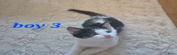 Mixed Breed cats for sale: 4 girls 4 boys 8 week old kittens  - Advert 15