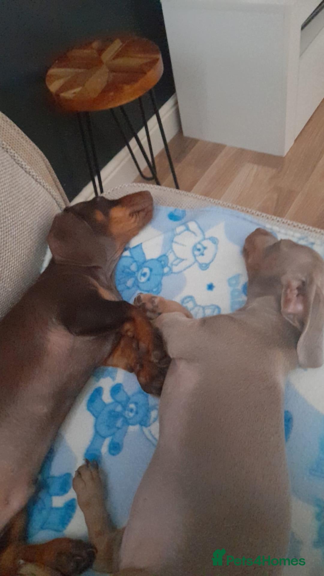 Miniature Dachshund dogs Looking for the love and attention he deserves ❤  - Advert 12