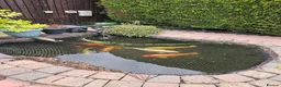 Koi Carp fish for sale: Pond clear out - 7 Japanese Koi and 1 Goldfish in Gateshead - Advert 1