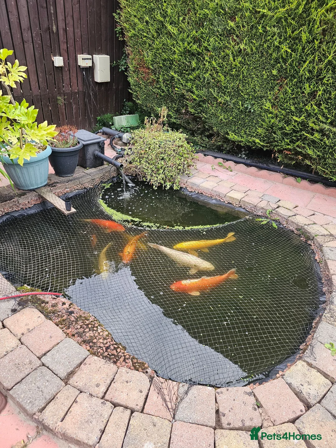 Koi Carp fish for sale: Pond clear out - 7 Japanese Koi and 1 Goldfish in Gateshead - Advert 1