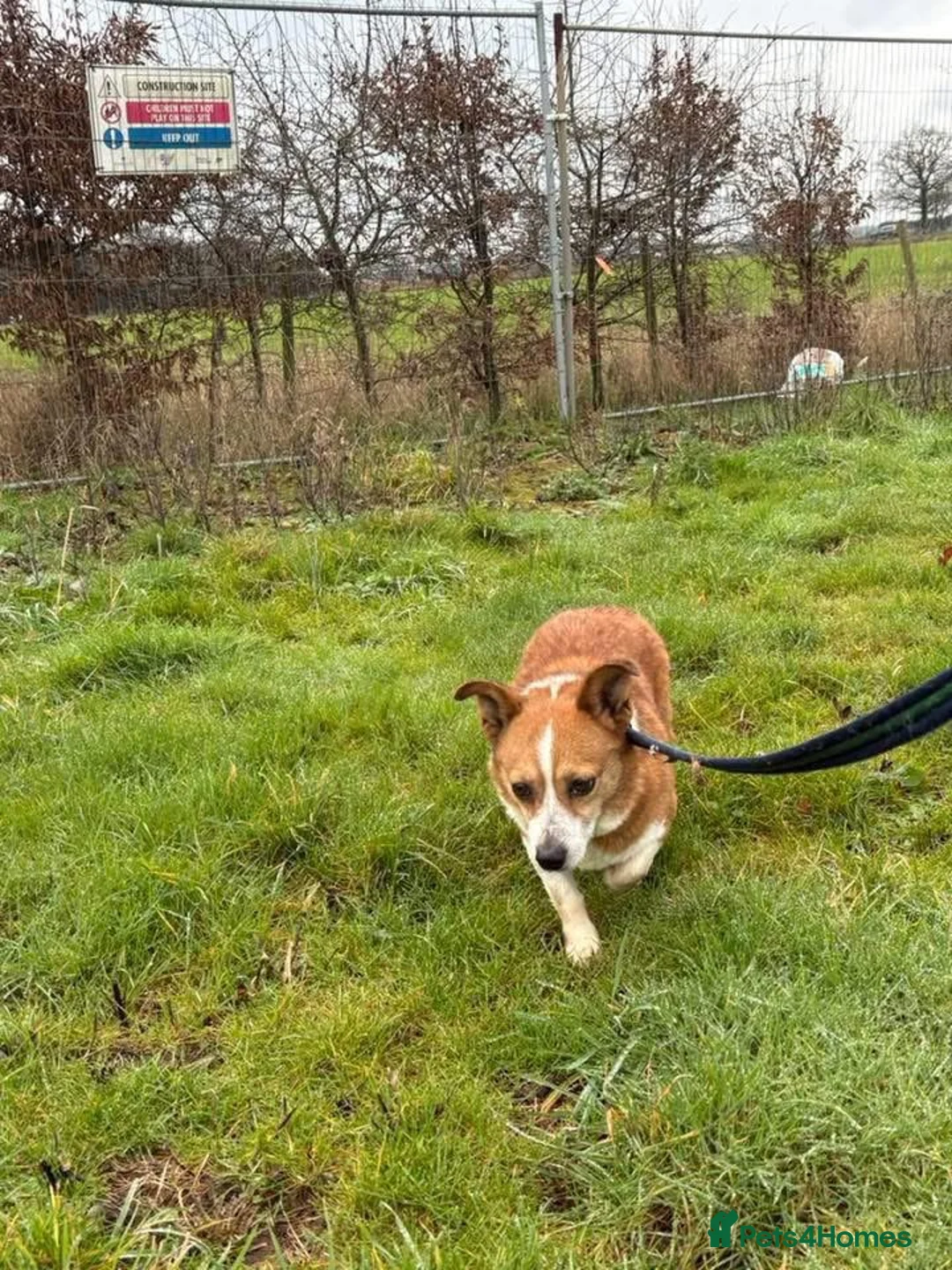 Mixed Breed dogs for adoption: Polly - Norwich Norfolk  - Advert 10
