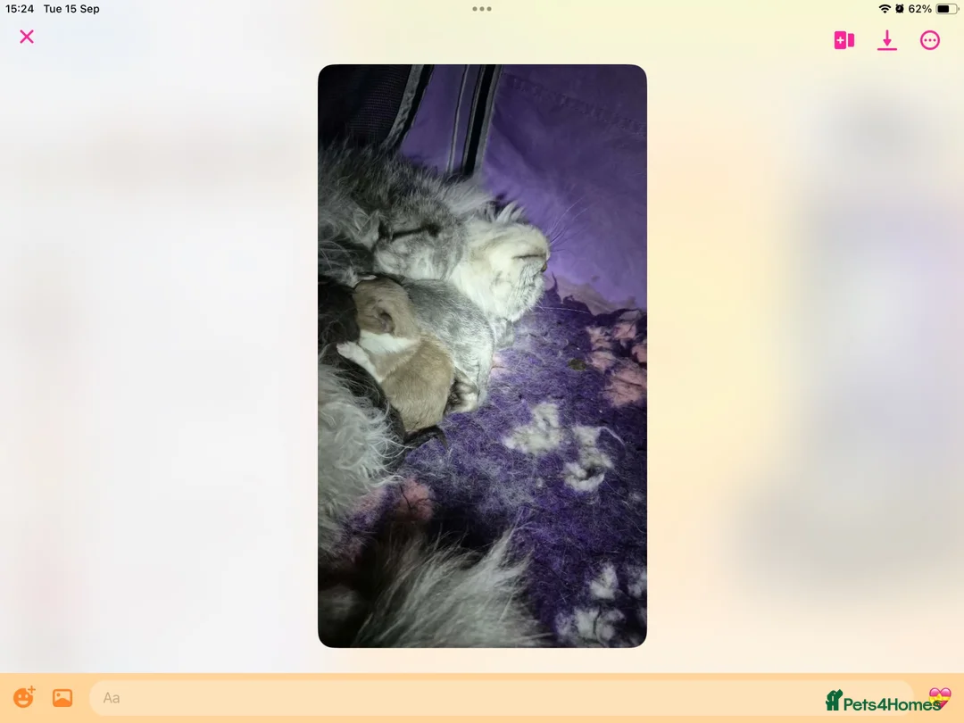British Shorthair cats for sale: GCCF reg British kittens  - Advert 2