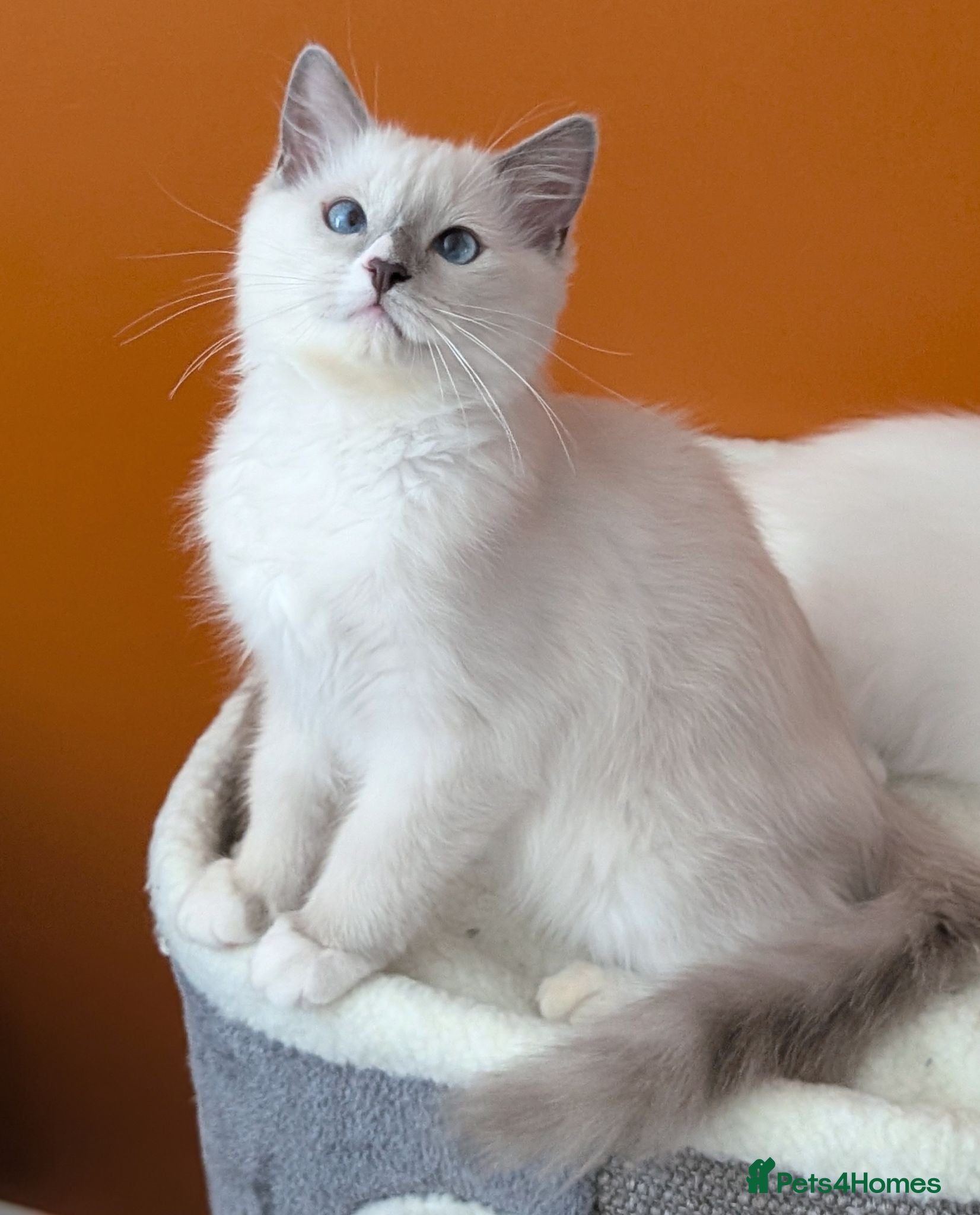 Ragdoll cats TICA,Champion,pedigree female Ragdoll kitten  - Advert 6