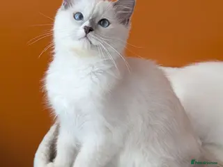Ragdoll cats TICA,Champion,pedigree female Ragdoll kitten - Advert 6