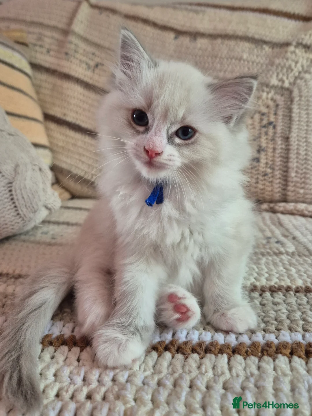 Ragdoll cats for sale: Ragdoll kittens are looking for forever home - Advert 2