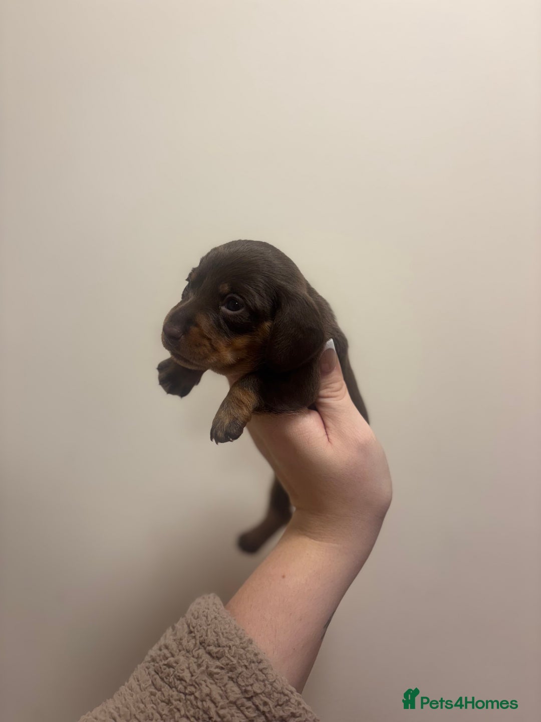 Miniature Dachshund dogs for sale: KC Miniature dachshunds - Advert 8