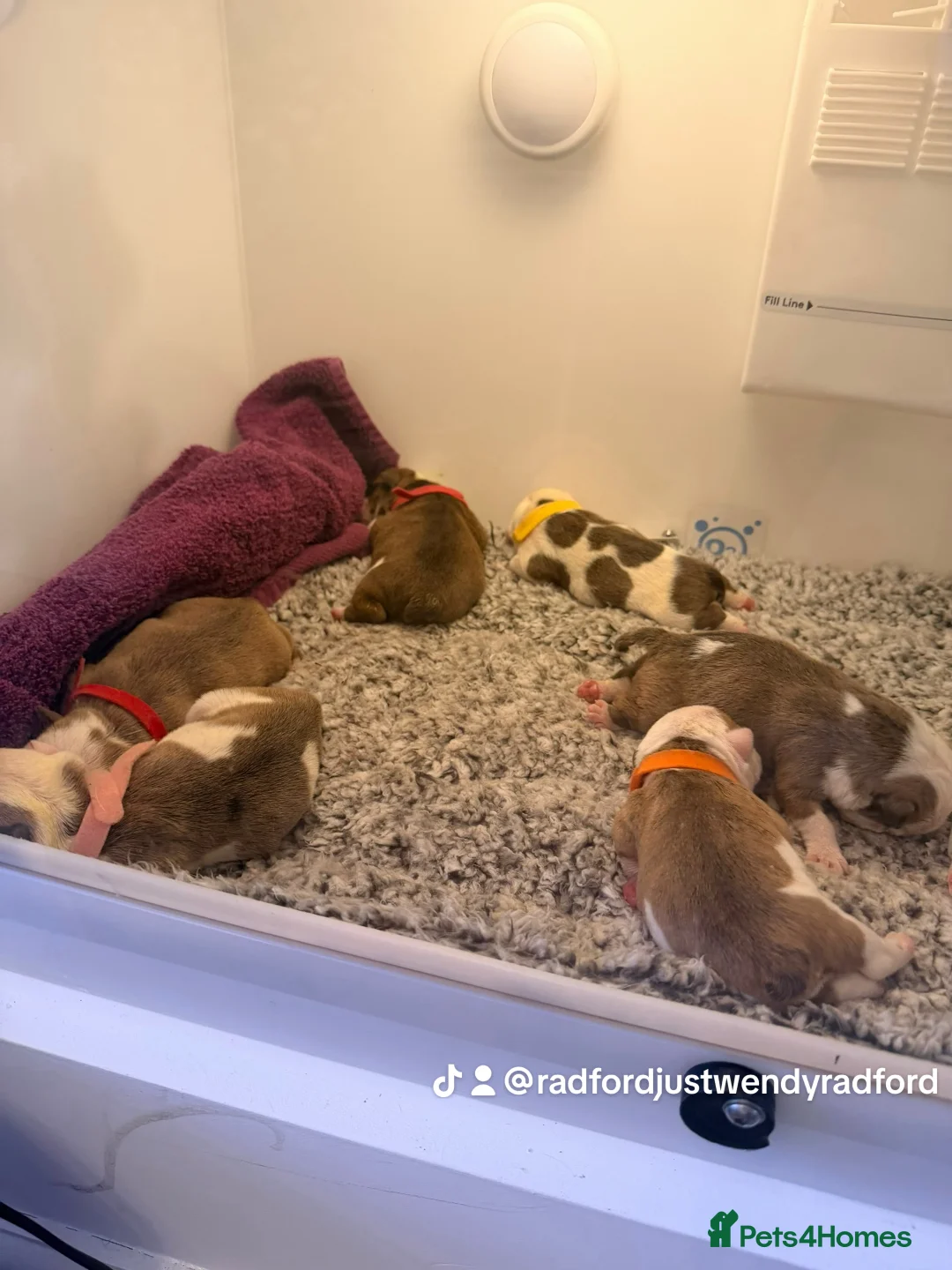 English Bulldog dogs for sale: English bulldogs male / female  - Advert 4