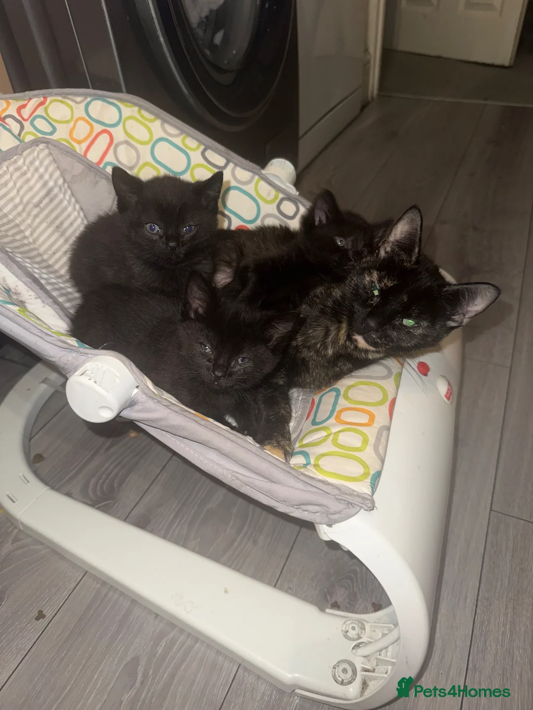 Mixed Breed cats for sale: Mixed Breed Female Kittens  in Bridgwater - Advert 1