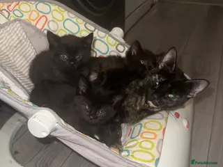 Mixed Breed cats Mixed Breed Female Kittens - Advert 2