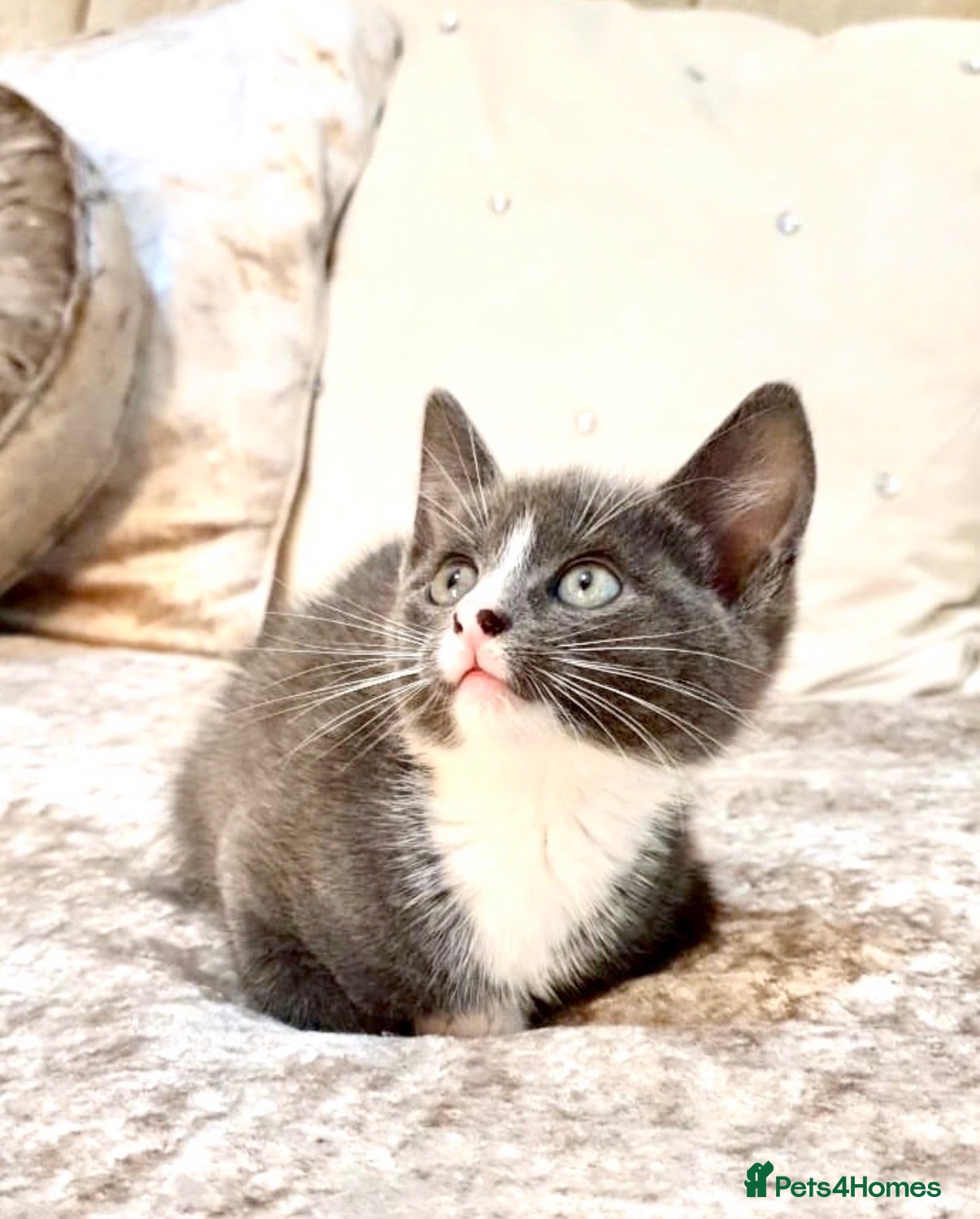 Mixed Breed cats ONE LEFT Ragdoll X Kittens - Advert 5
