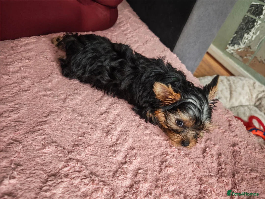 Yorkshire Terrier dogs for sale: ❤️Last boy left❤️ - Advert 1