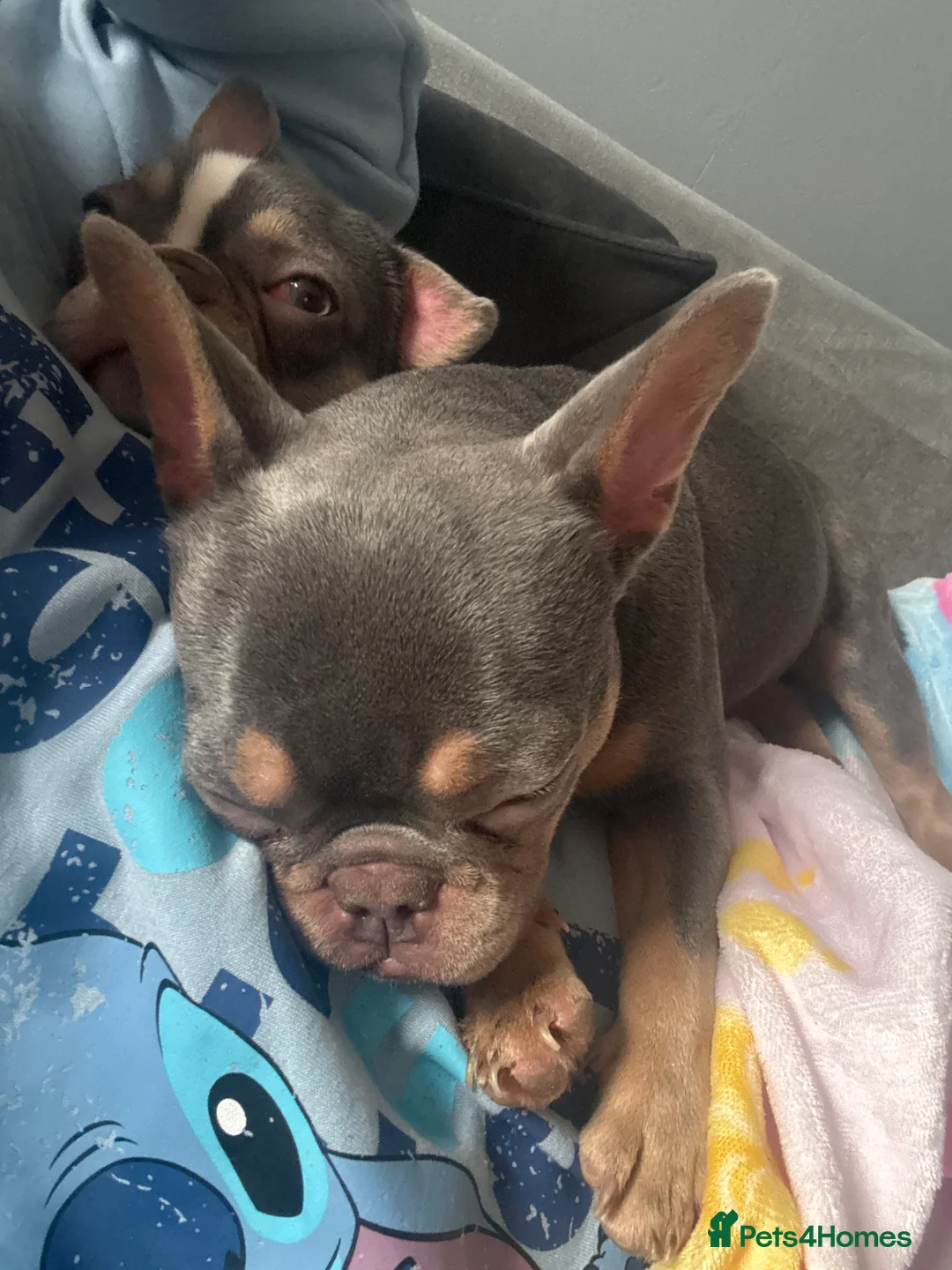 French Bulldog dogs for sale: 2 French bulldog sisters  - Advert 16