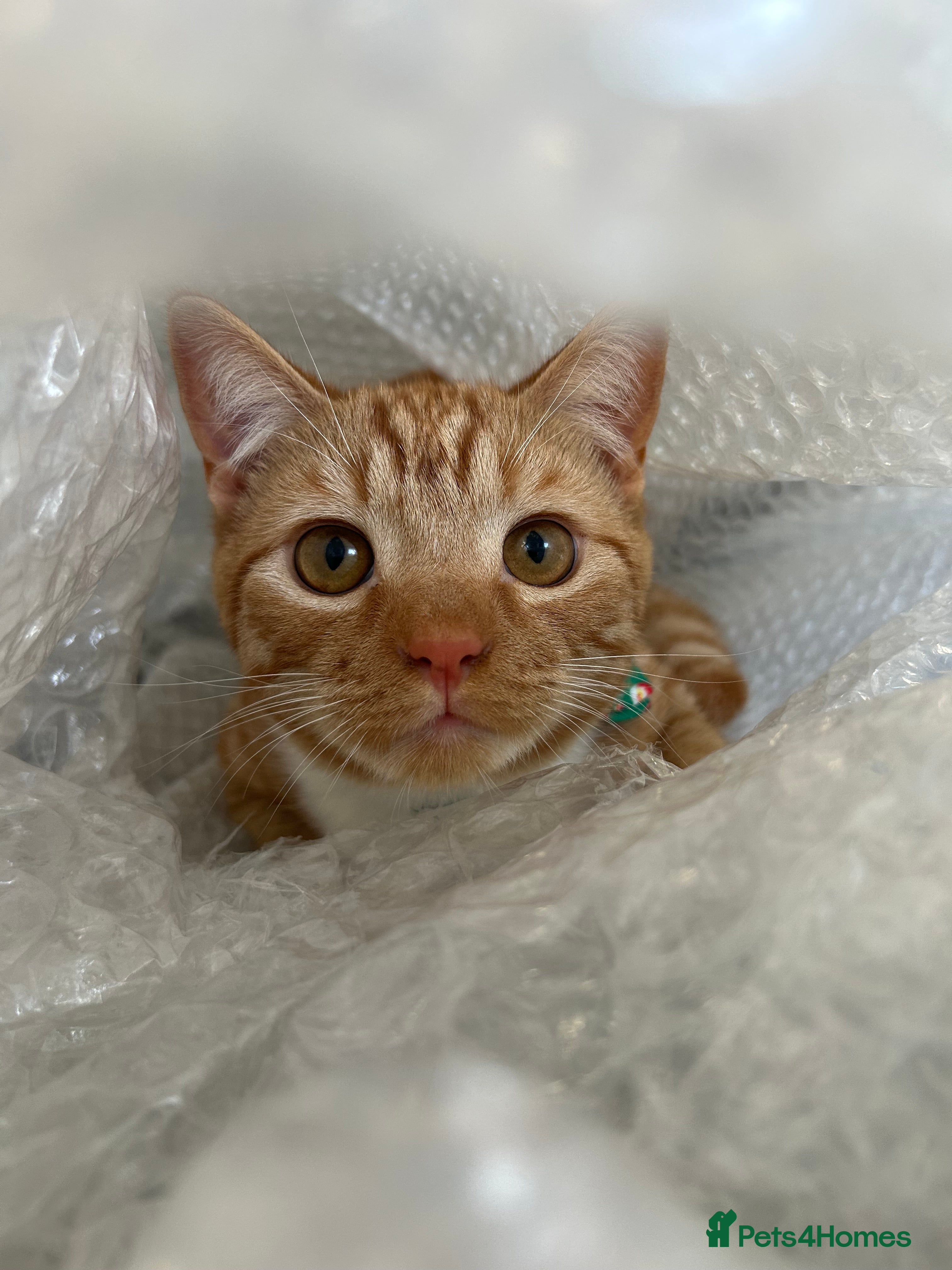 Mixed Breed cats 8month old male kitten - Advert 1