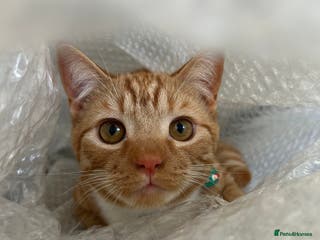 Mixed Breed cats 8month old male kitten - Advert 1